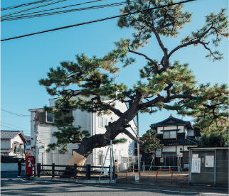 画像：桜尾の街道松